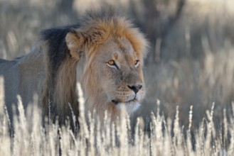 Lion (Panthera leo), adult male in dry grass, Kgalagadi Transfrontier Park, Northern Cape, South