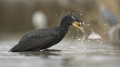 Cormorant (Phalacrocorax carbo), adult in winter plumage fishing, Kiskunság National Park, Hungary