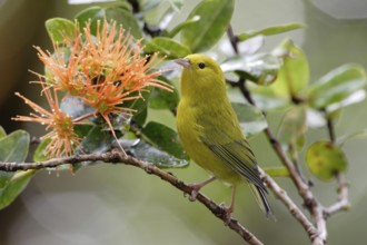 Anianiau, Magumma parva, Hawaiian Honeycreeper