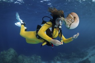 Scuba diver watching a Palau Nautilus (Nautilus belauensis), Palau