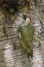 European Green Woodpecker (Picus viridis) female feeding chick in nest hole, North