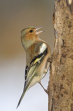 Nachdem der Buchfink entdeckt hatte, dass wir in dem Stamm einige Nüsse und Kerne versteckt haben,