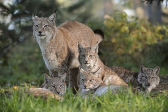 Eurasian Lynx (Lynx lynx) female with cubs, North Rhine-Westphalia, Germany