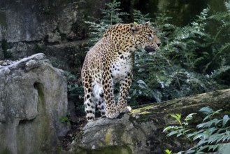 Sri Lanka Leopard (Panthera pardus kotiya), adult, on rocks, alert, Sri Lanka