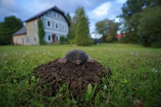 Mole in garden with house in background. Mole, Talpa europaea, crawling out of brown molehill,