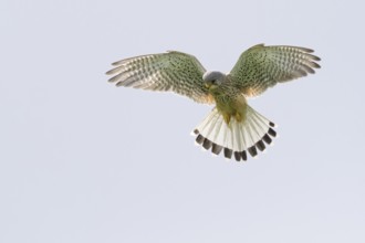 A Common Kestrel (Falco tinnunculus), male, hovering in the sky with outstretched wings, shaking