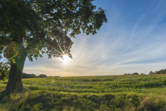Muxal, field with purple-violet flowering catch crop phacelia and sunflowers, deciduous tree,