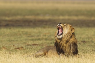 Lion (Panthera leo), yawning male, Savuti, Chobe National Park, Botswana