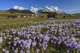 Wild crocuses, purple, mountain flowers, hummocky meadows, Karwendel mountains, near Mittenwald,