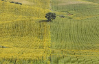 Sunflowers (Helianthus annuus), fields with solitary holm oak (Quercus ilex), cultivations near