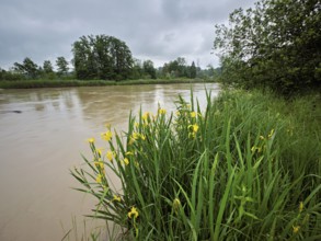 A group of flowering yellow Siberian irises (Iris sibirica), Flachsee nature reserve, Rottenschwil.