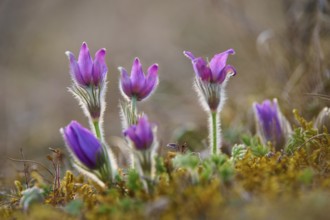 Pasque flower (Pulsatilla vulgaris), purple blooming spring flowers, Werbach, Tauber Valley,