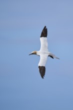 Northern gannet (Morus bassanus) flying over the sea, wildlife, Helgoland, Germany