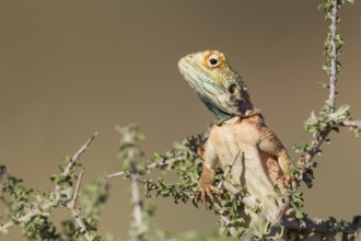 Ground Agama (Agama aculeata), male, climbing on low shrub, Kalahari Desert, Kgalagadi