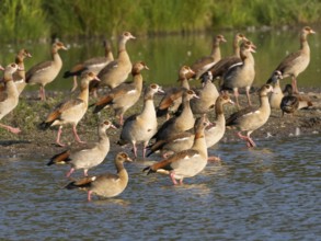 Egyptian goose (Alopochen aegyptiacus), flock of adult and immature birds, resting at the side of a