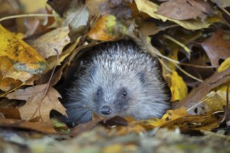 European hedgehog (Erinaceus europaeus) adult animal emerging from a pile of fallen autumn leaves