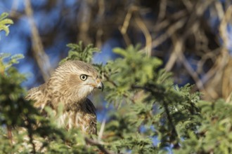 Common Buzzard (Buteo buteo vulpinus), immature, sitting in tree, Kalahari Desert, Kgalagadi