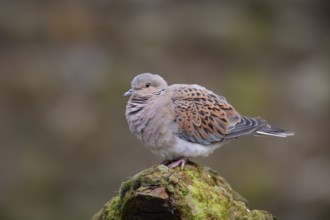 Turtle dove (Streptopelia turtur) adult bird on a concrete post, England, United Kingdom