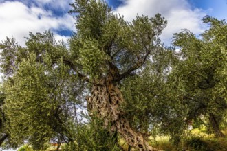 Olive tree plantation, Montenegro, Montenegro