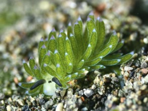 Close-up of a green snail, leaf sheep snail (Costasiella kuroshimae), called Shaun the Sheep. Sea