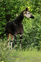 Okapi (Okapia johnstoni), adult, foraging, captive
