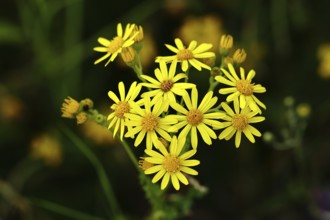 St James' ragwort (Senecio jacobaea), yellow flowers at the edge of the forest, poisonous plant,