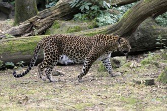 Sri Lanka Leopard (Panthera pardus kotiya), adult, stalking, running, alert, Sri Lanka