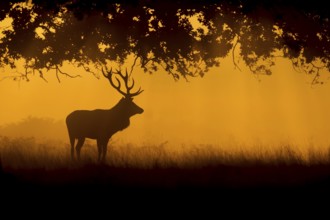 Red deer (Cervus elaphus), stag standing in a woodland at sunrise, Surrey, England, United Kingdom