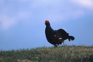 Black grouse (Lyrurs tetrix) morning courtship display on the hilltop, Styria, Austria, Europe,
