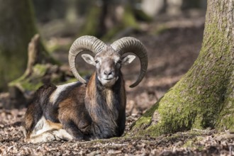 European mouflon (Ovis orientalis musimon), resting, Vulkaneifel, Eifel, Rhineland-Palatinate,