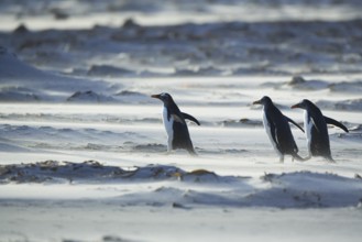 Gentoo Penguins (Pygocelis papua papua) marching in line, Sea Lion Island, Falkland Islands, South