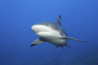 Blacktip reef shark (Carcharhinus-melanopterus) from the front, swimming in the South Pass