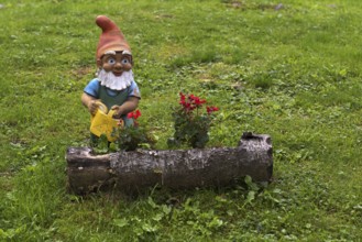 Garden gnome with watering can, Streitweider Alm, Taser Höhenweg, Schenna, Scena, South Tyrol,