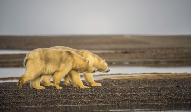 Two polar bears (Ursus maritimus), gravel island, Kaktovik, Barter Iceland, Beaufort Sea, Alaska,