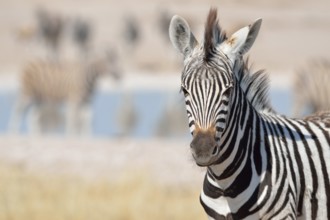 Young Burchell's Zebra (Equus burchelli), Etosha National Park, Namibia