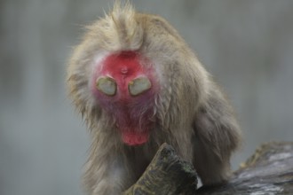 Hind with calluses of japanese macaque (Macaca fuscata), buttocks, cornea, detail, captive