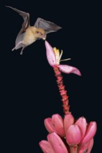 Orange nectar bat (Lonchophylla robusta) hovering and drinking the nectar from a wild red banana