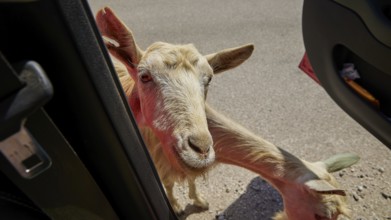 A curious goat looks through an open car door onto the road, goat (s), free-range, central north of