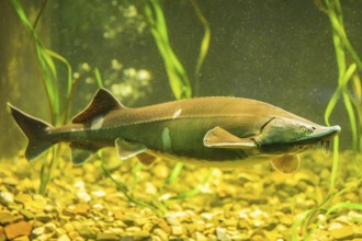 European sea sturgeon (Acipenser sturio) swimming underwater in a river, Bavaria, Germany