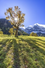 Maple tree in front of snow-covered mountains, sunbeams, backlight, autumn colours, sunny, Engalm,
