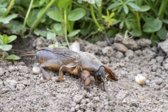 European mole cricket (Gryllotalpa gryllotalpa), Limbach, Burgenland, Austria