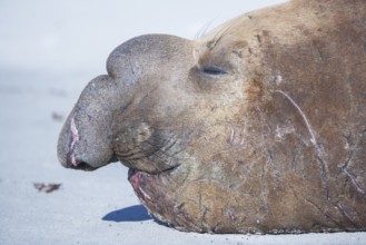 Southern elephant seal (Mirounga leonina) male, portrait, sleeping, Sea Lion Island, South
