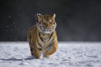 Siberian tiger (Panthera tigris altaica), captive, running in the snow, jumping, Moravia, Czech