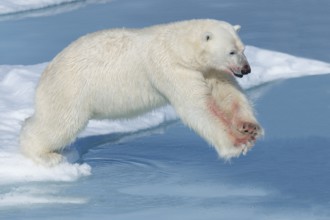 Polar bear (Ursus maritimus), male with blood on legs, jumping over water, Spitsbergen Island,