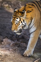 Siberian tiger (Panthera tigris tigris) walking in a forest, captive, incidence in Russia and