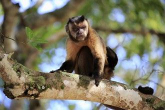 Tufted capuchin (Cebus apella), adult monkey in a tree, Pantanal, Mato Grosso, Brazil