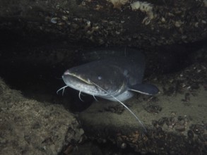 A catfish (Silurus glanis), catfish, in a dark underwater cave, surrounded by rocks and shells,