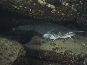A catfish (Silurus glanis), Waller lies protected between stones and shells in the water, dive site