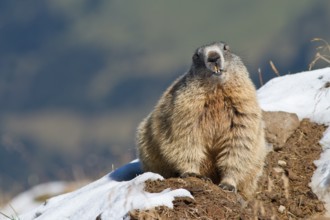 Alpine Marmot (Marmota marmota), snow patches, Bavaria, Germany