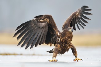 Young White-tailed Eagle (Haliaeetus albicilla), flapping its wings, Lódz Voivodeship, Poland